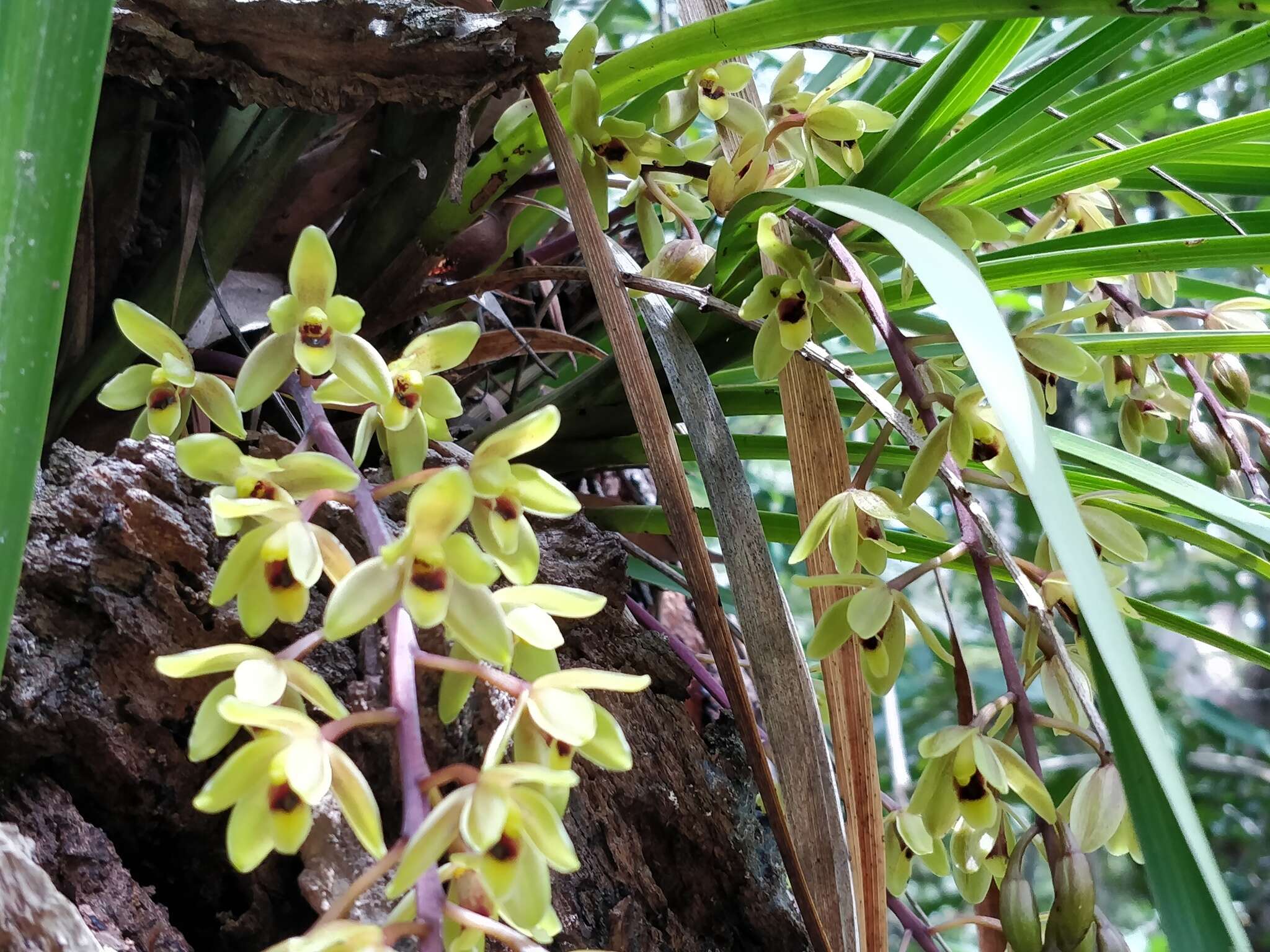 Image of Snake orchid