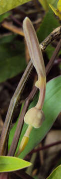 Image de Aristolochia indica L.