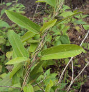 Image de Aristolochia indica L.