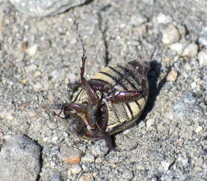 Sivun Phyllophaga (Tostegoptera) lanceolata (Say 1824) kuva