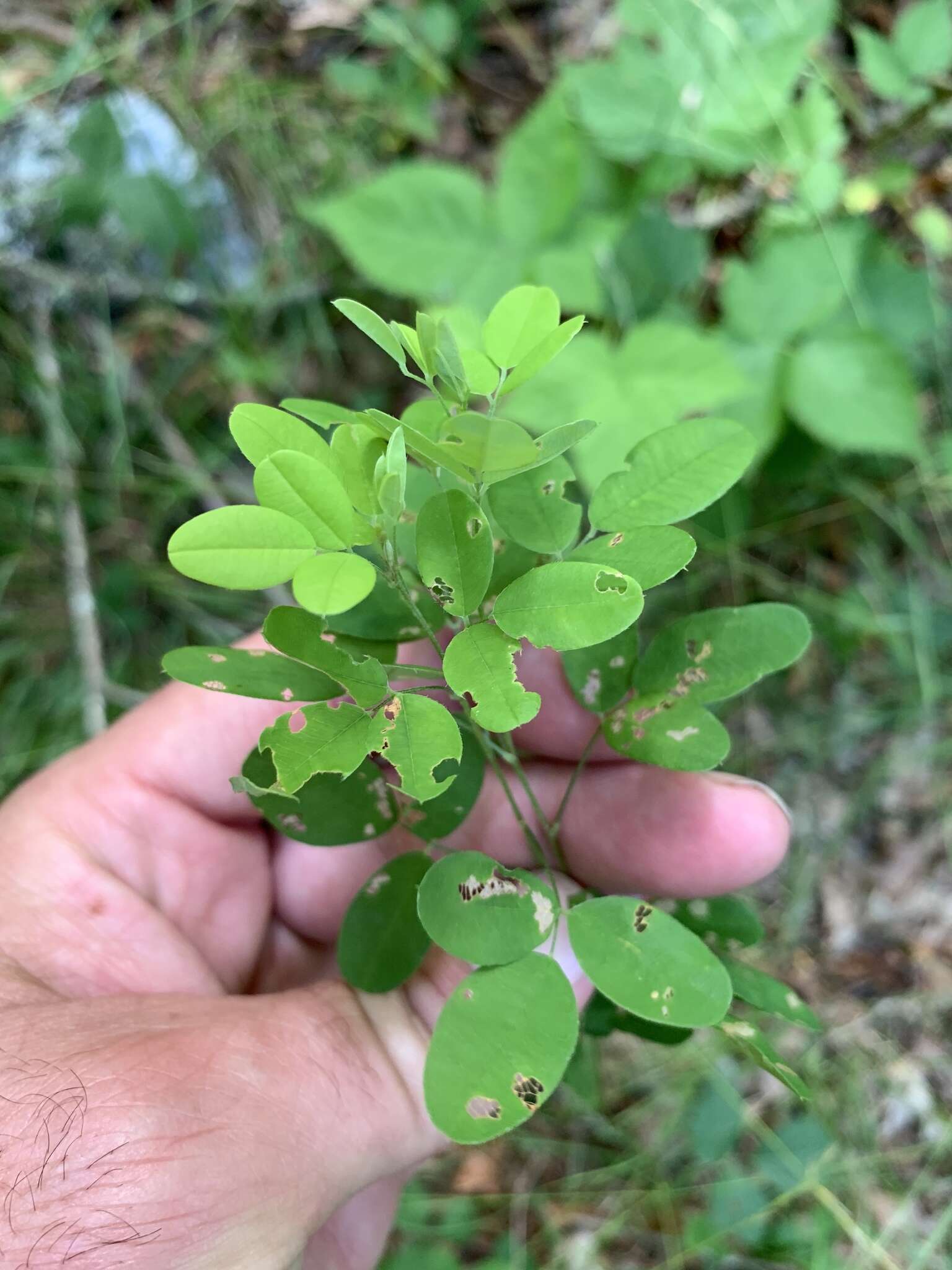 Image of violet lespedeza