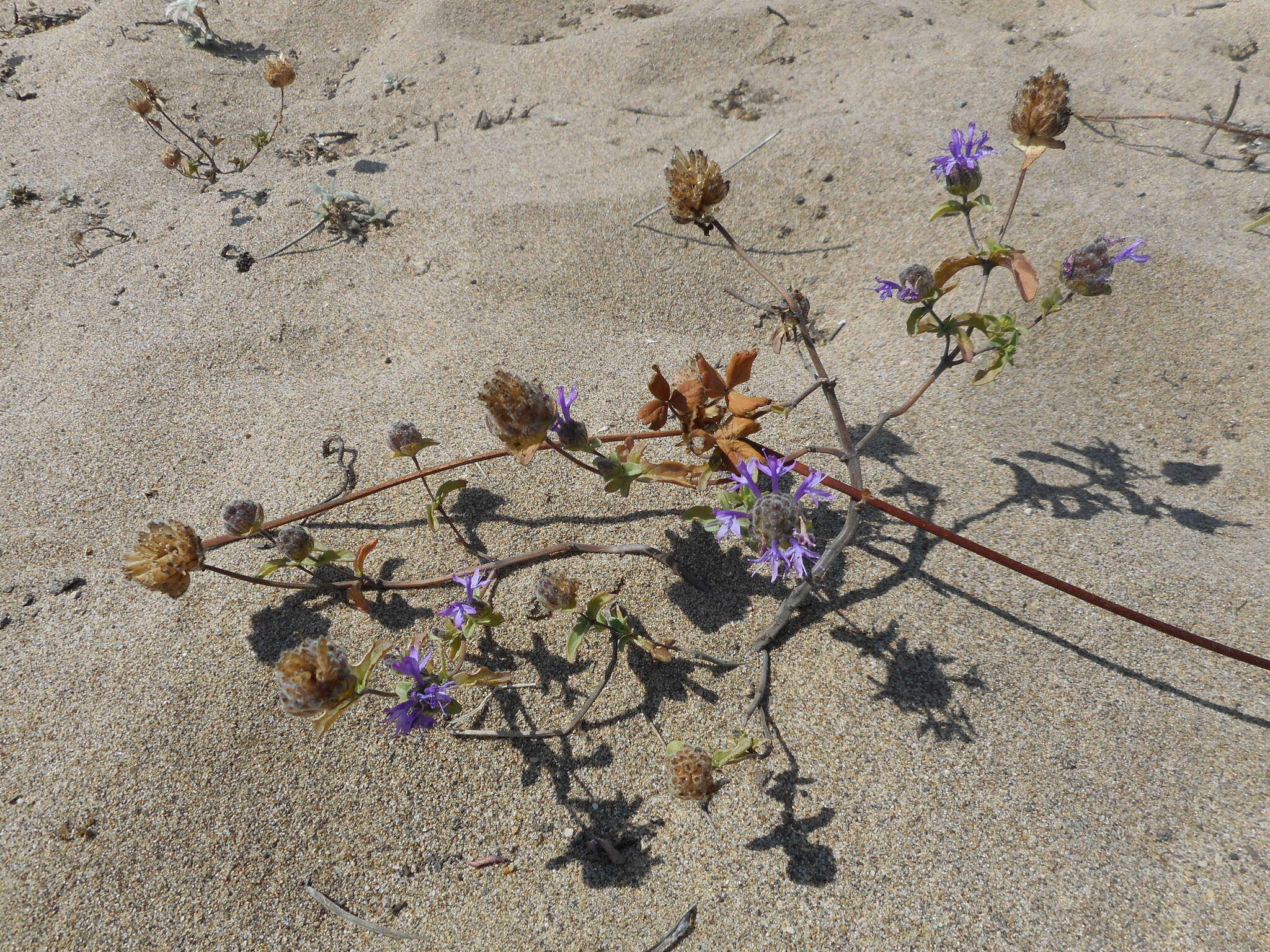 Monardella sinuata subsp. nigrescens Elvin & A. C. Sanders的圖片