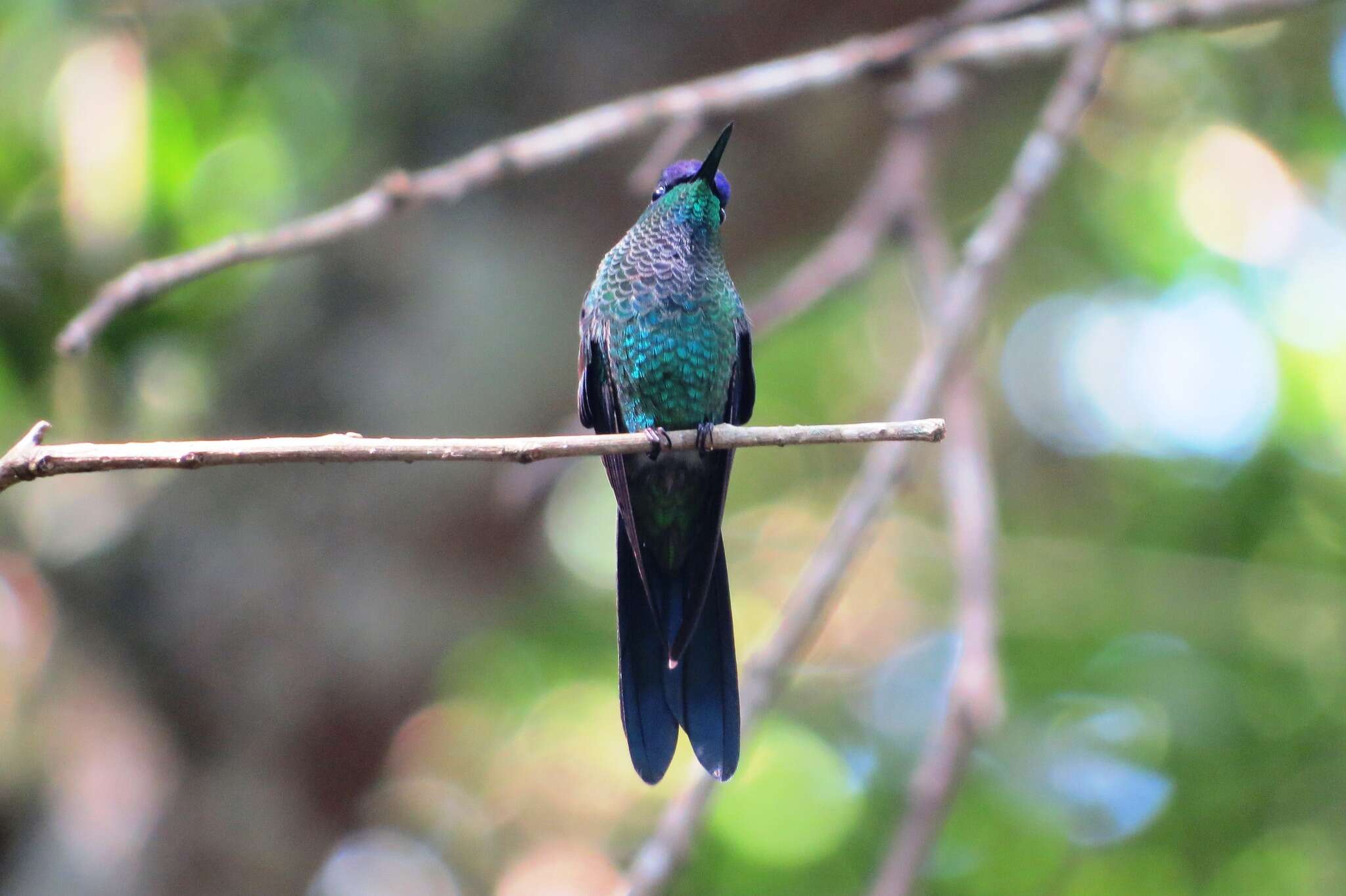 Image of Violet-capped Woodnymph