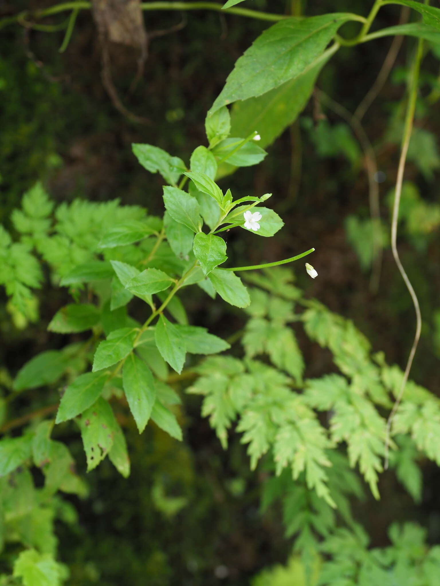 Image of Epilobium amurense subsp. cephalostigma (Haussknecht) C. J. Chen, P. C. Hoch & P. H. Raven