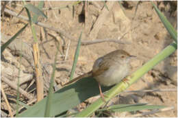 Image of Graceful Prinia