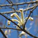 Image of Ceiba aesculifolia subsp. parvifolia (Rose) P. E. Gibbs & Semir