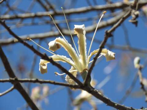 Image of Ceiba aesculifolia subsp. parvifolia (Rose) P. E. Gibbs & Semir