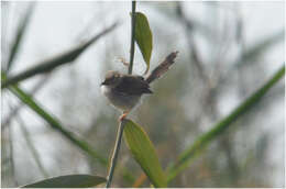 Image of Graceful Prinia