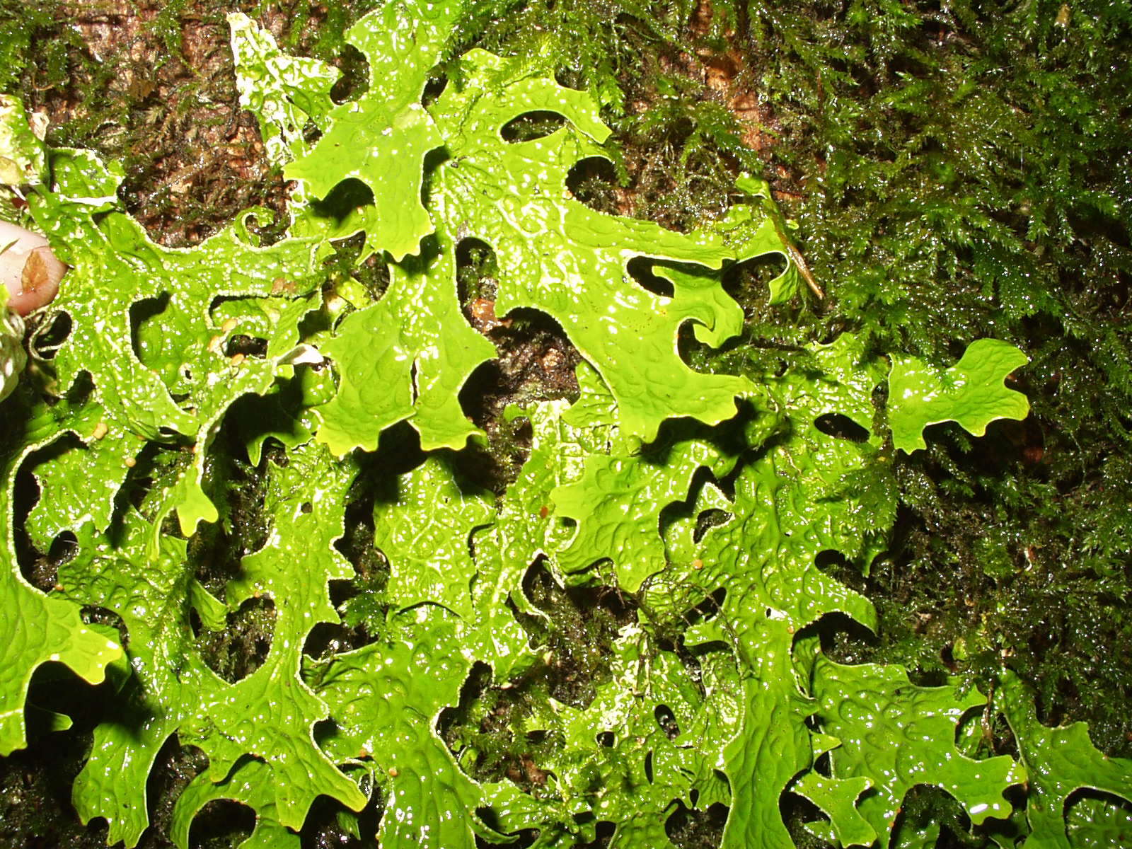 Image of Lungwort