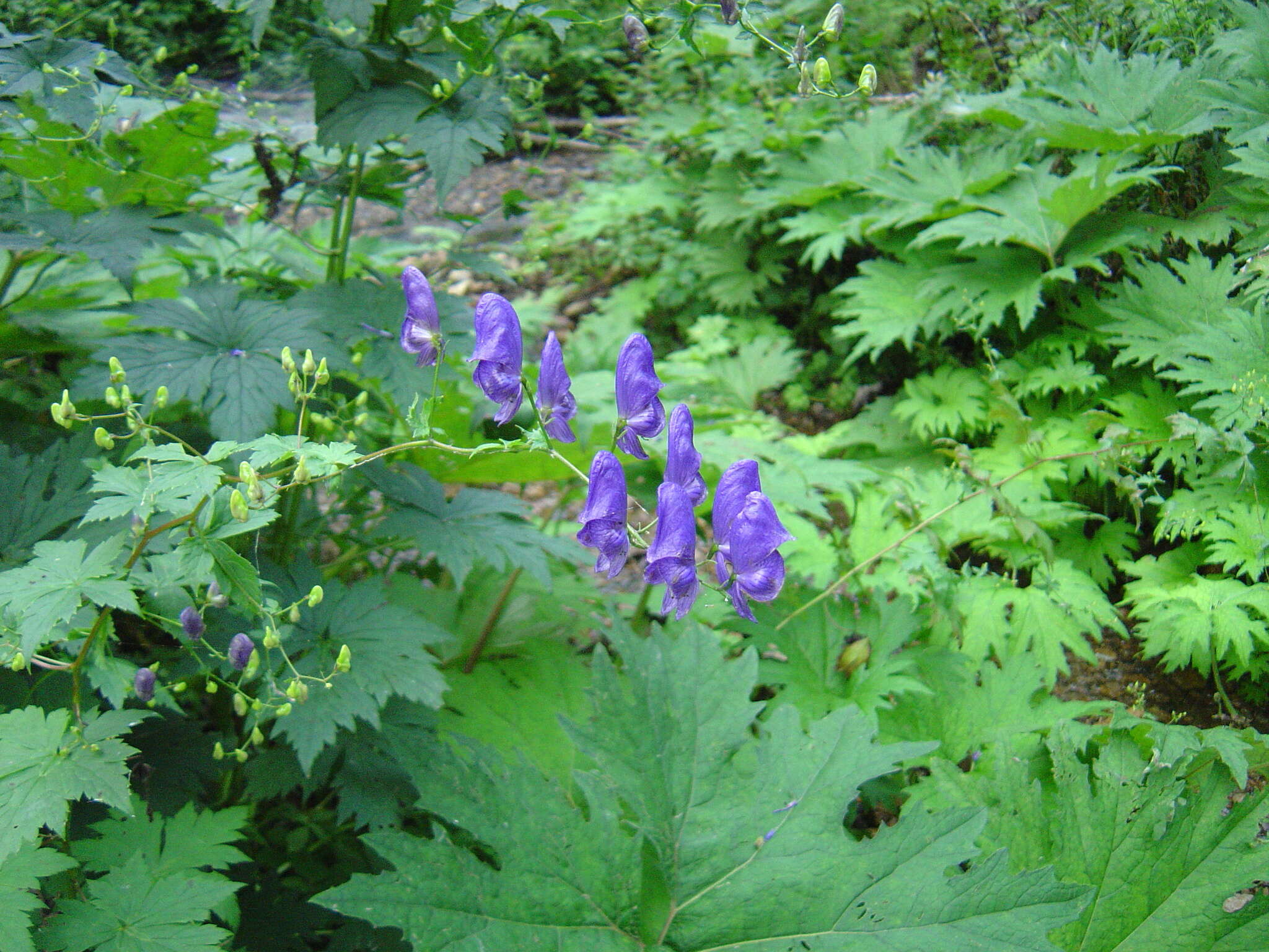 Image of Aconitum sczukinii Turcz.