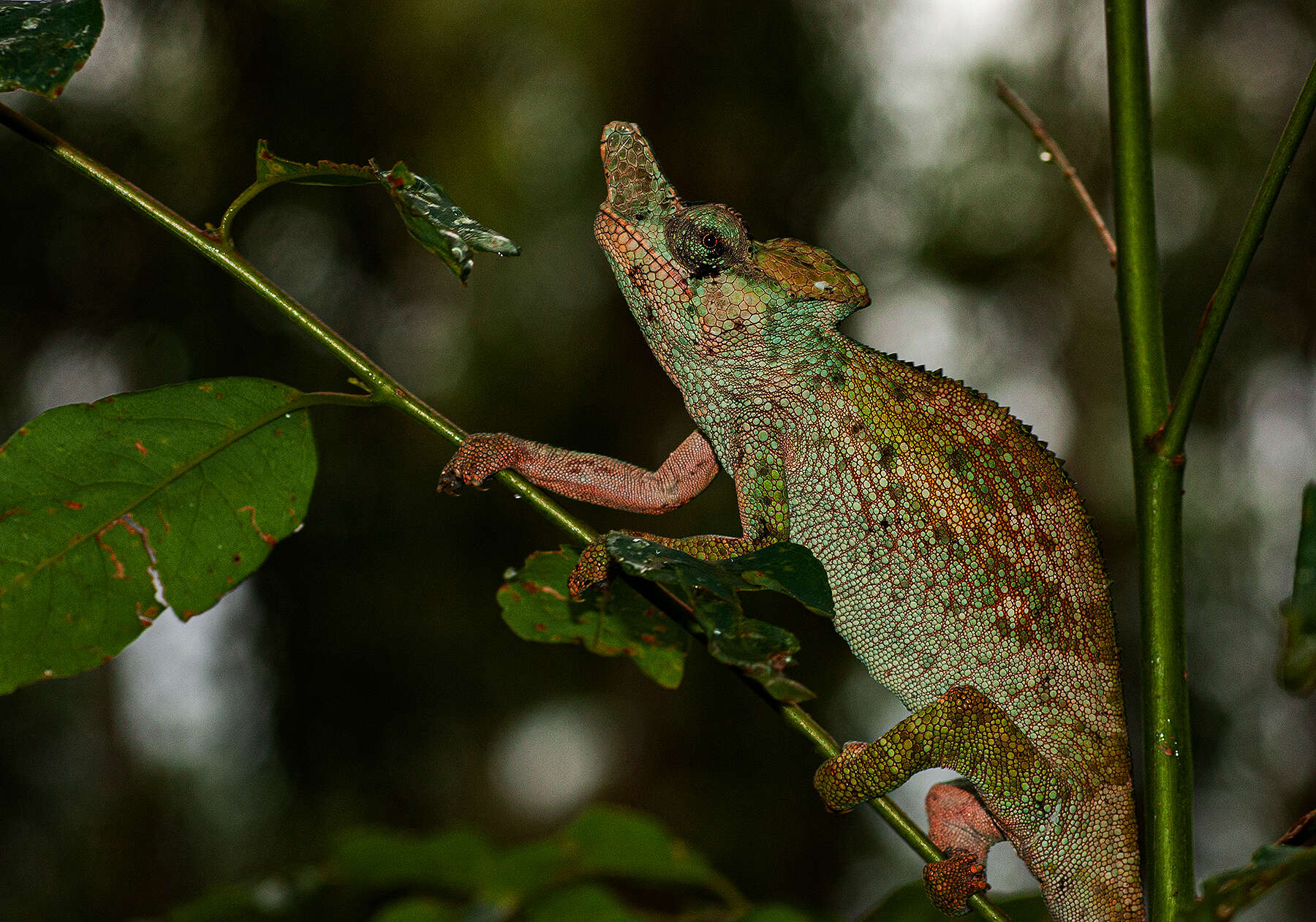 Image of Rwenzori Plate-nosed Chameleon