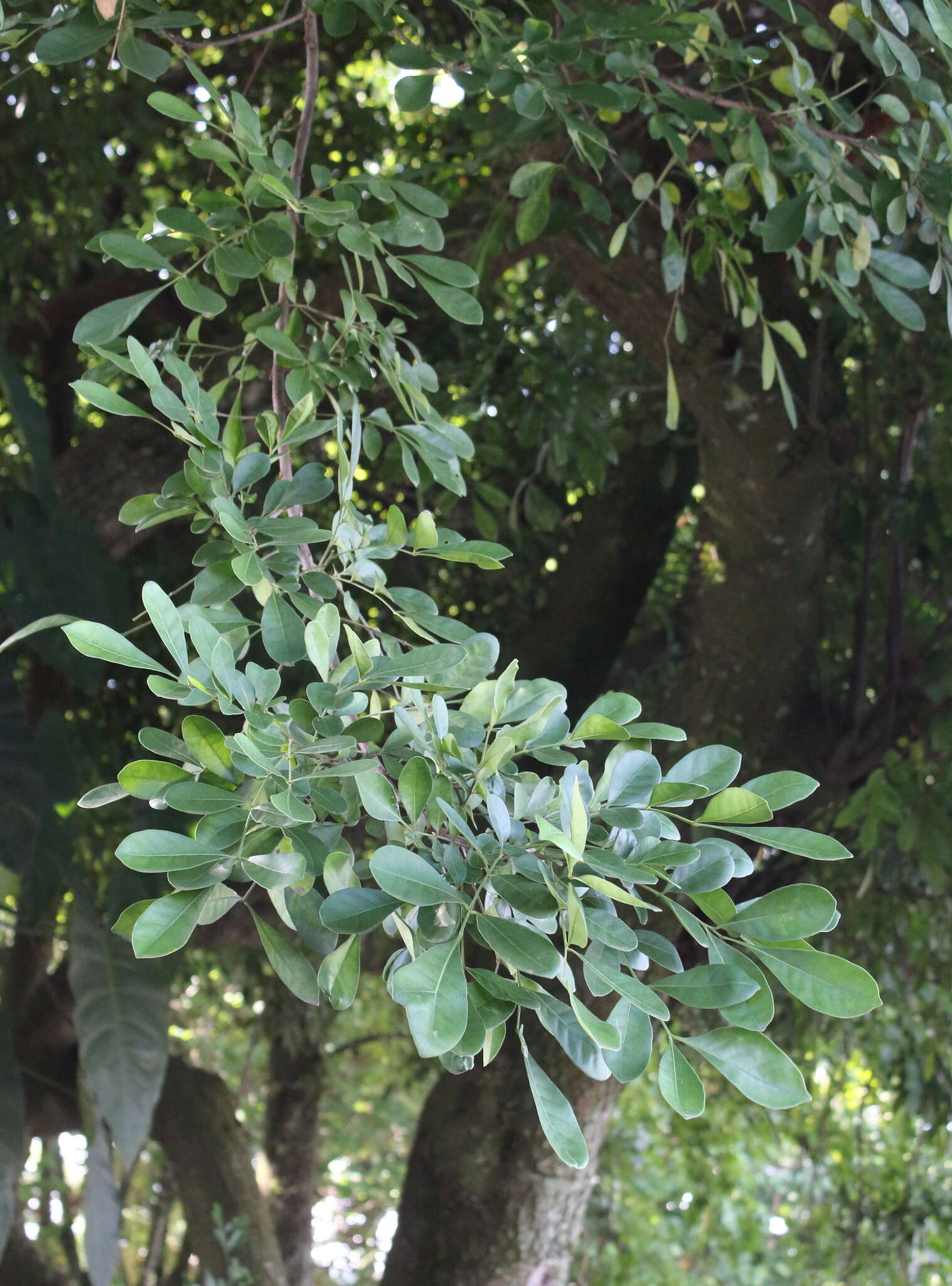 Image of Bastard Lime