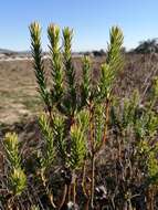 Image of <i>Leucadendron <i>lanigerum</i></i> var. lanigerum