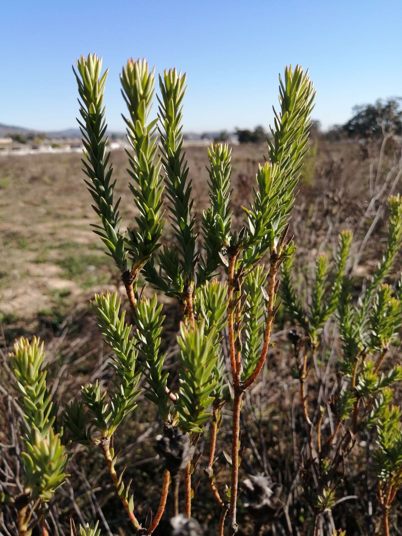 Image of <i>Leucadendron <i>lanigerum</i></i> var. lanigerum