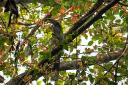 Image of Malabar Grey Hornbill