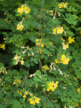 Image of Scorpion Senna