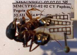 صورة Camponotus sanctus Forel 1904