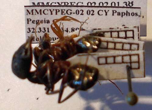 صورة Camponotus sanctus Forel 1904