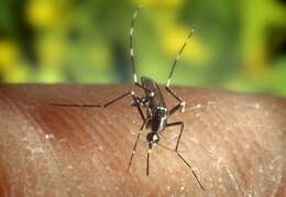 Image of Asian Tiger Mosquito