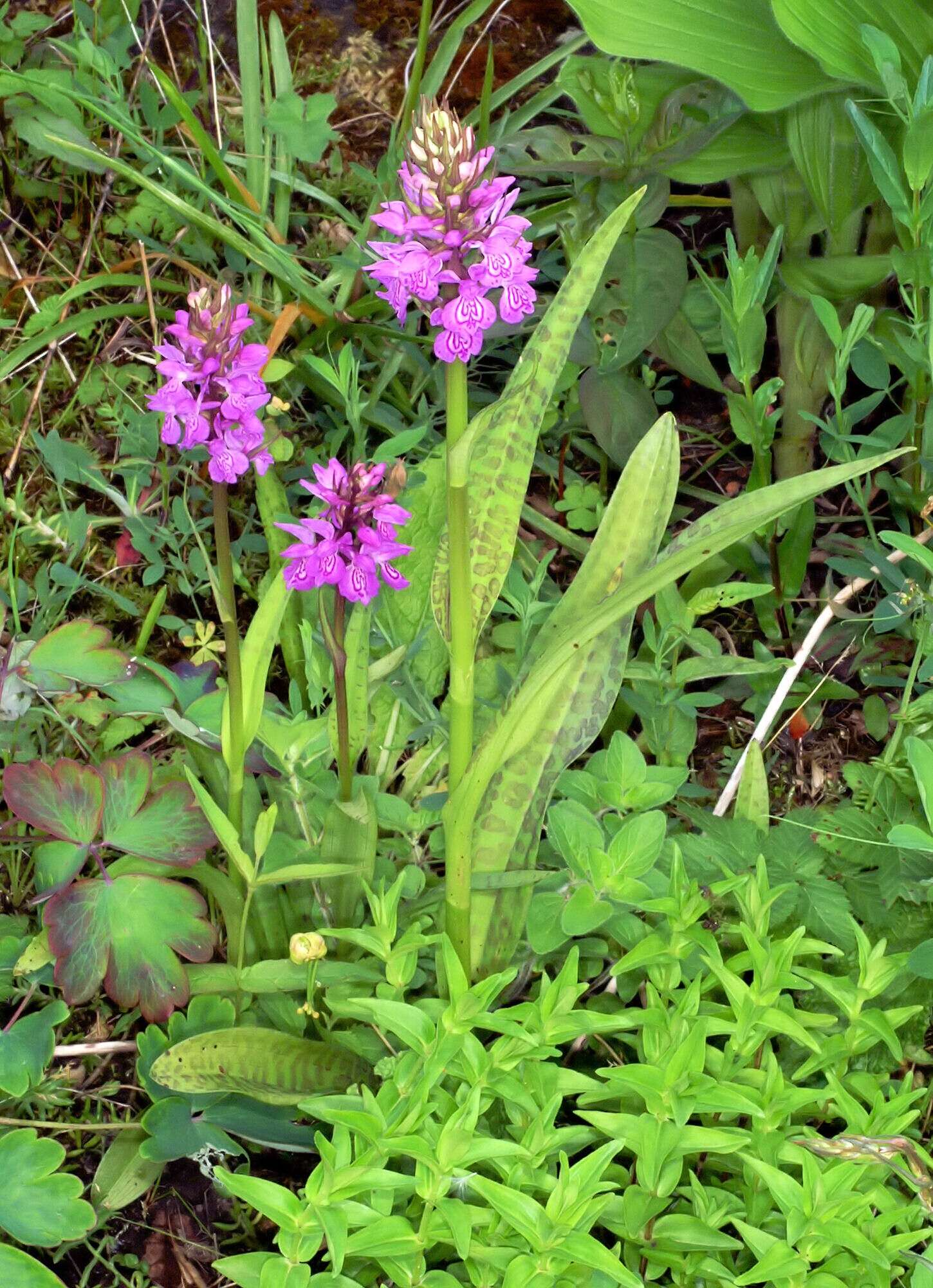 Image of Northern Marsh-orchid