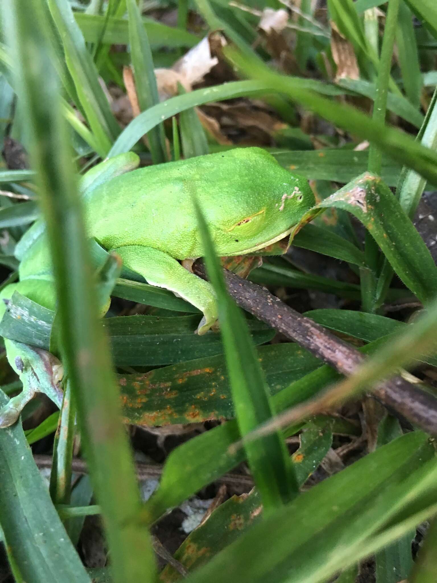 Image of Pink-sided Treefrog