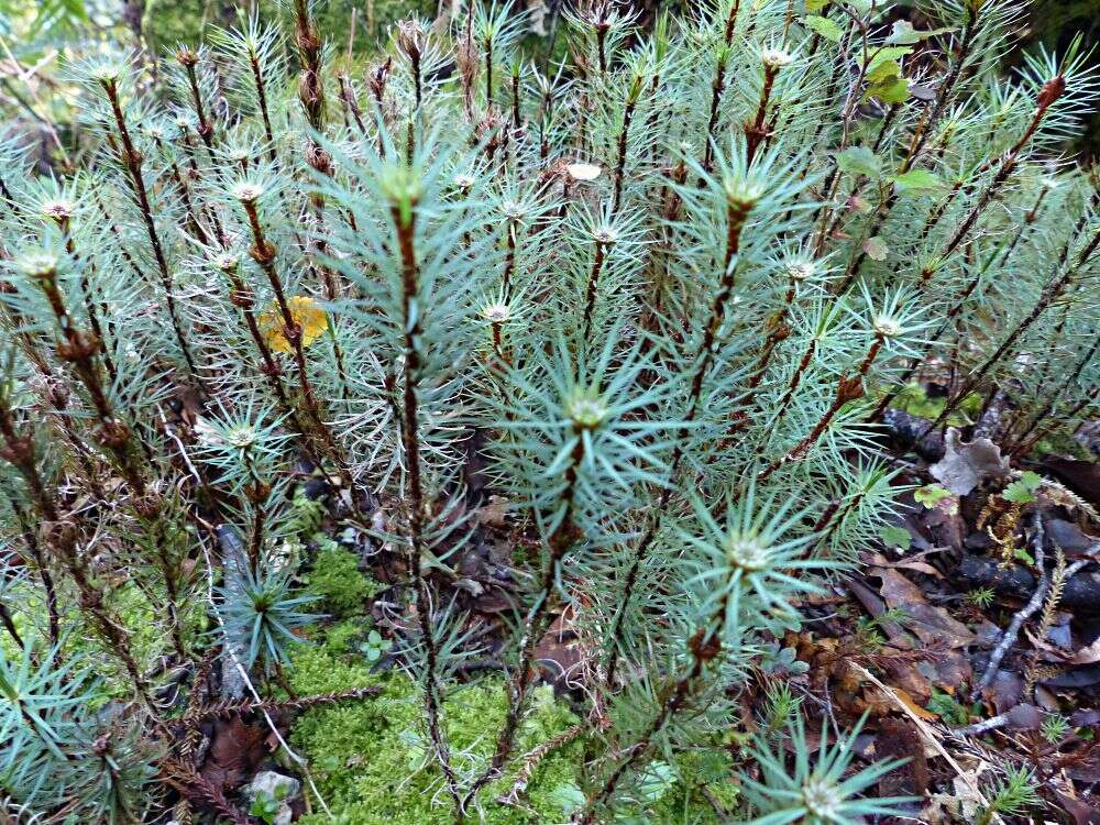 Image of Dawsonia superba Greville 1847