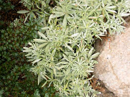 Image of Blunt-lobe Lupine