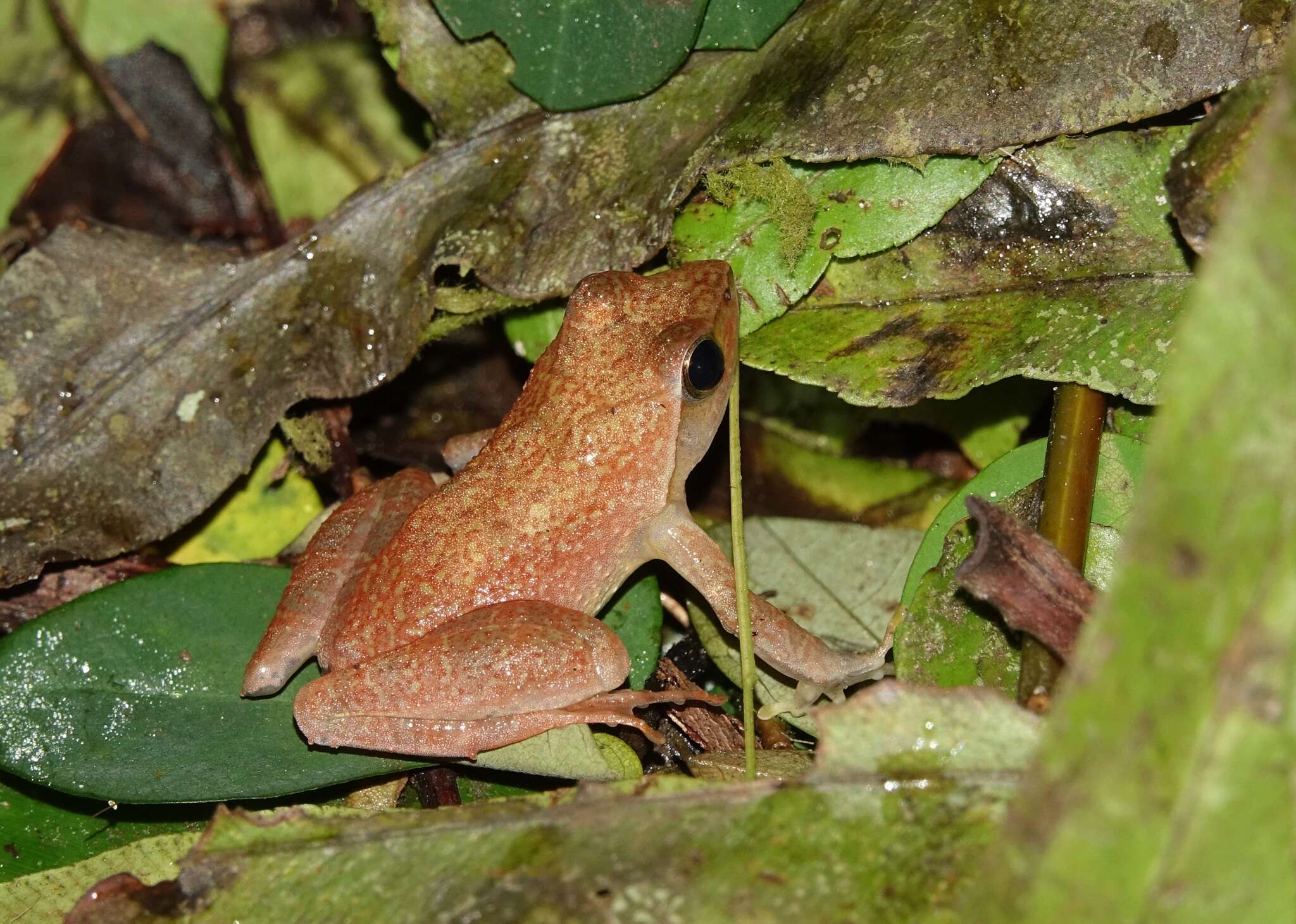 Imagem de Phrynobatrachus auritus Boulenger 1900