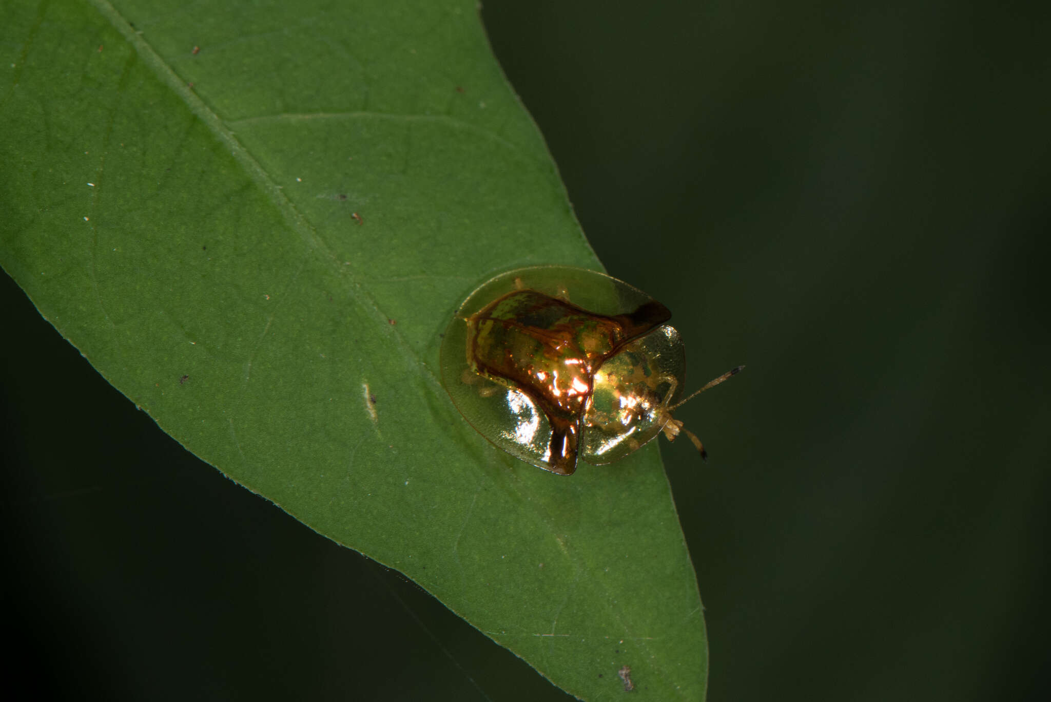 Image of Aspidimorpha (Aspidimorpha) furcata (Thunberg 1789)