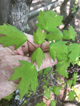 Plancia ëd Acer leucoderme Small