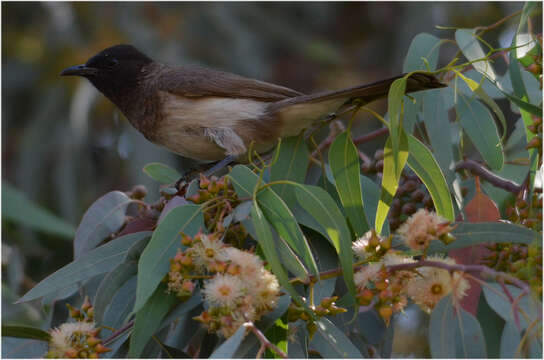 Image of Common Bulbul