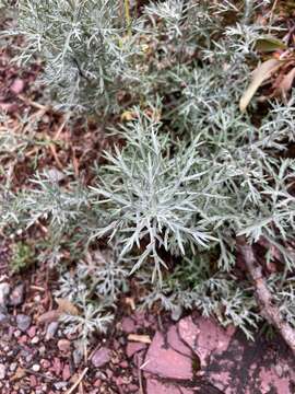 Image of Michaux's wormwood