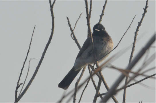 Image of Common Bulbul