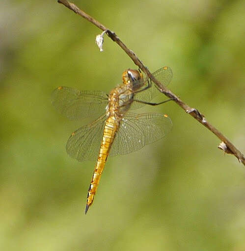 Image of Rainpool Gliders