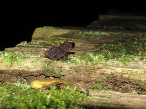 Image de Pristimantis diadematus (Jiménez de la Espada 1875)