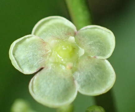 Image of Gymnosporia acuminata (L. fil.) Szyszyl.