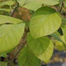 Image of Magnolia sieboldii subsp. sinensis (Rehder & E. H. Wilson) Spongberg