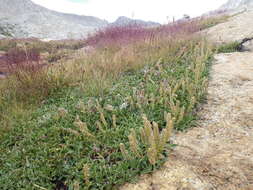 Image of arctic willow