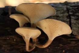 Image of Lentinus arcularius (Batsch) Zmitr. 2010