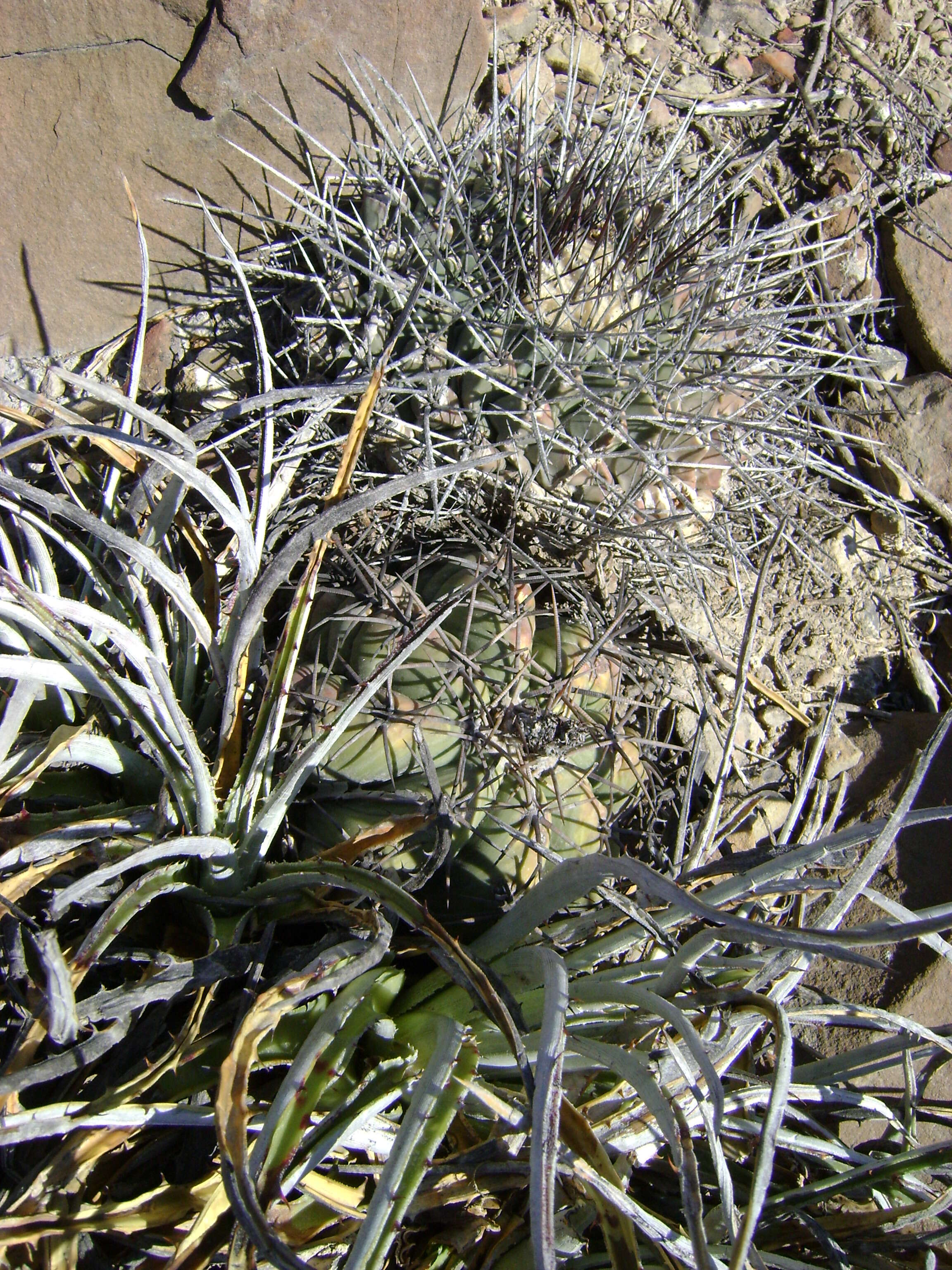 Image of Thelocactus rinconensis (Poselger) Britton & Rose