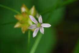 Image of meadow garlic