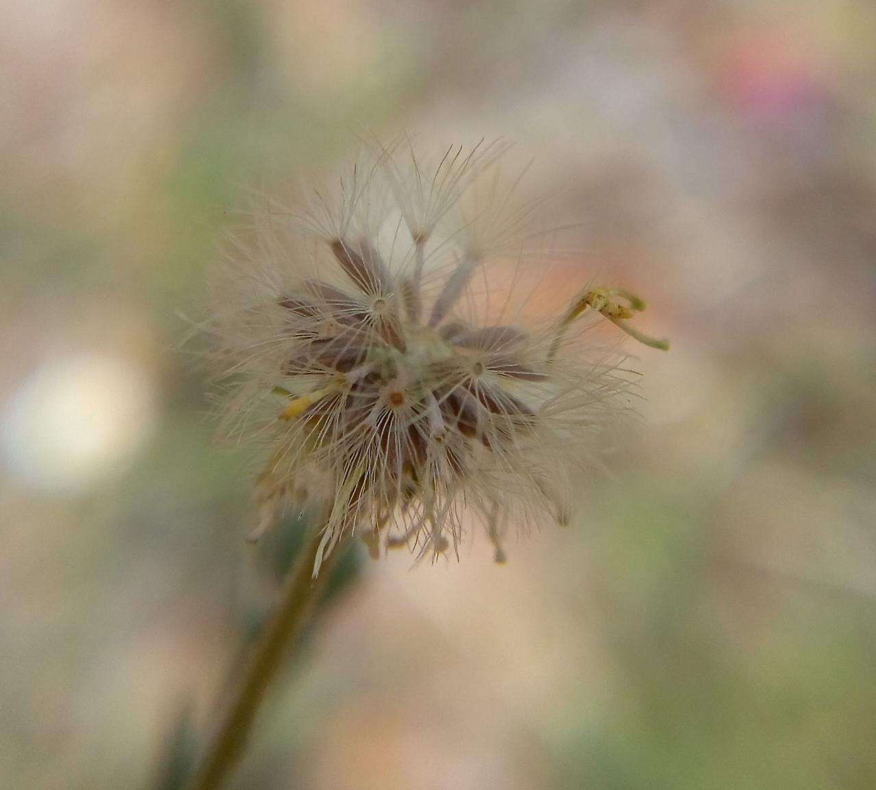 Plancia ëd Psilactis brevilingulata Sch. Bip. ex Hemsl.