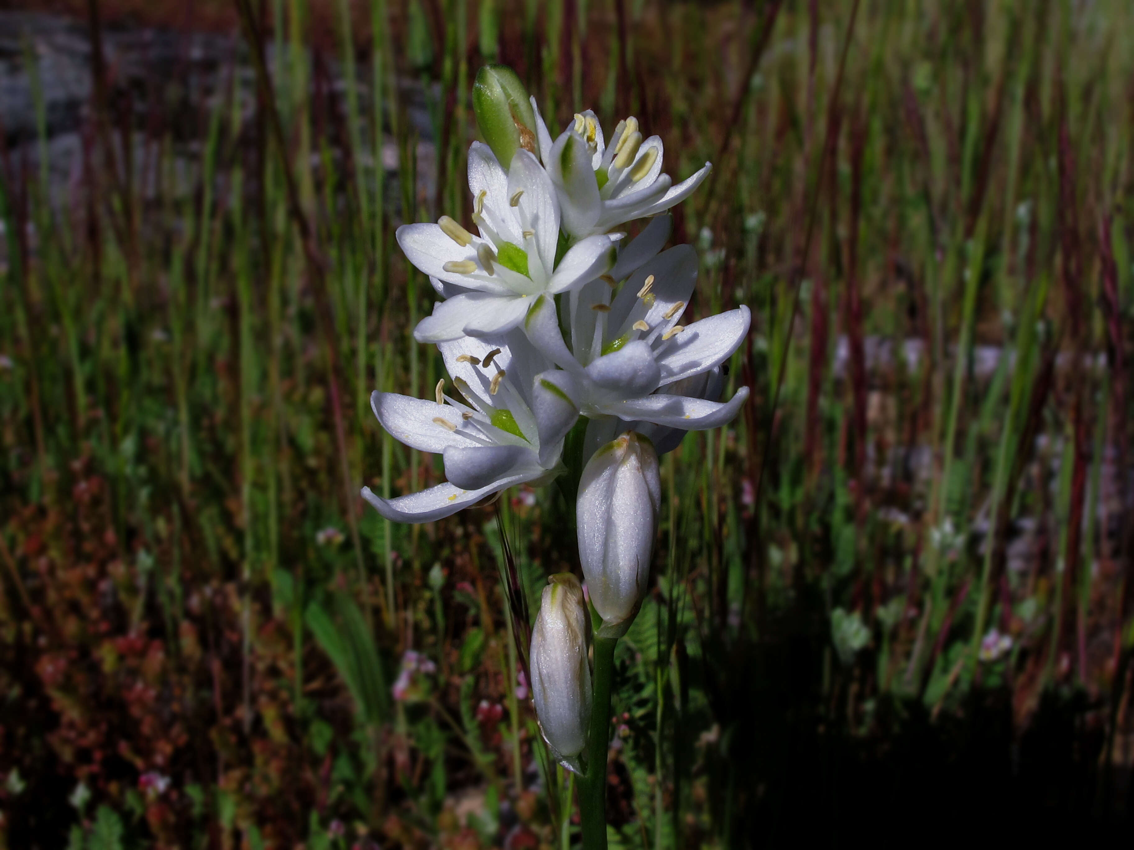 Image of Ornithogalum narbonense L.