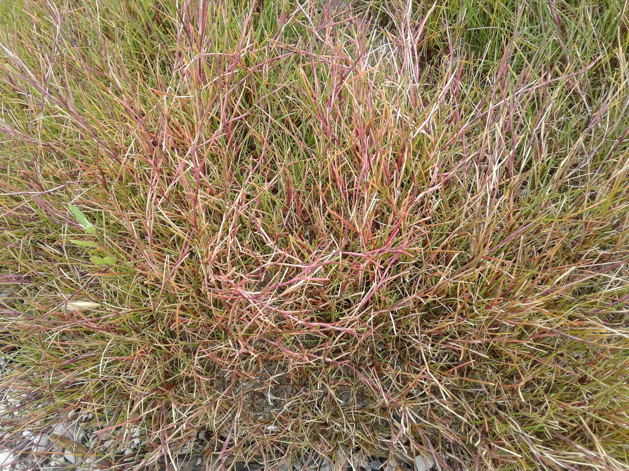 Image of Creeping Alkali Grass