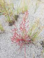 Image of grassleaf sorrel