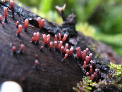 Image of Ascocoryne sarcoides (Jacq.) J. W. Groves & D. E. Wilson 1967