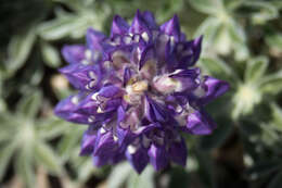 Image of Mono Lake lupine