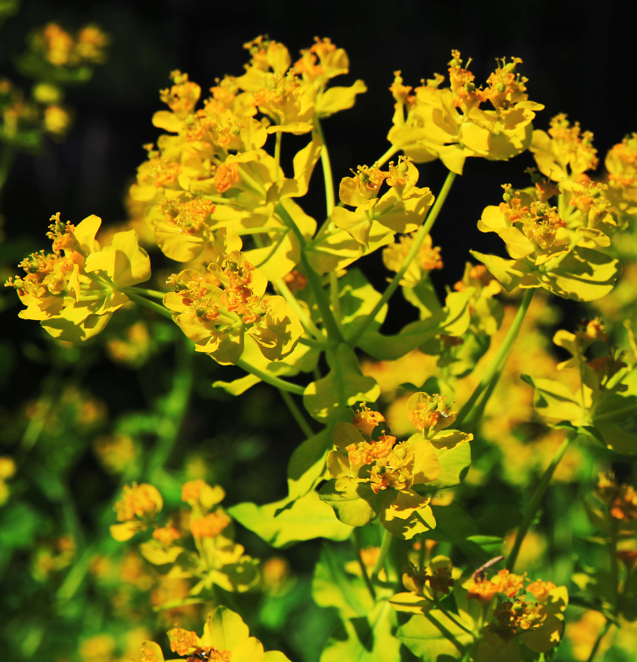 Image of Marsh Spurge