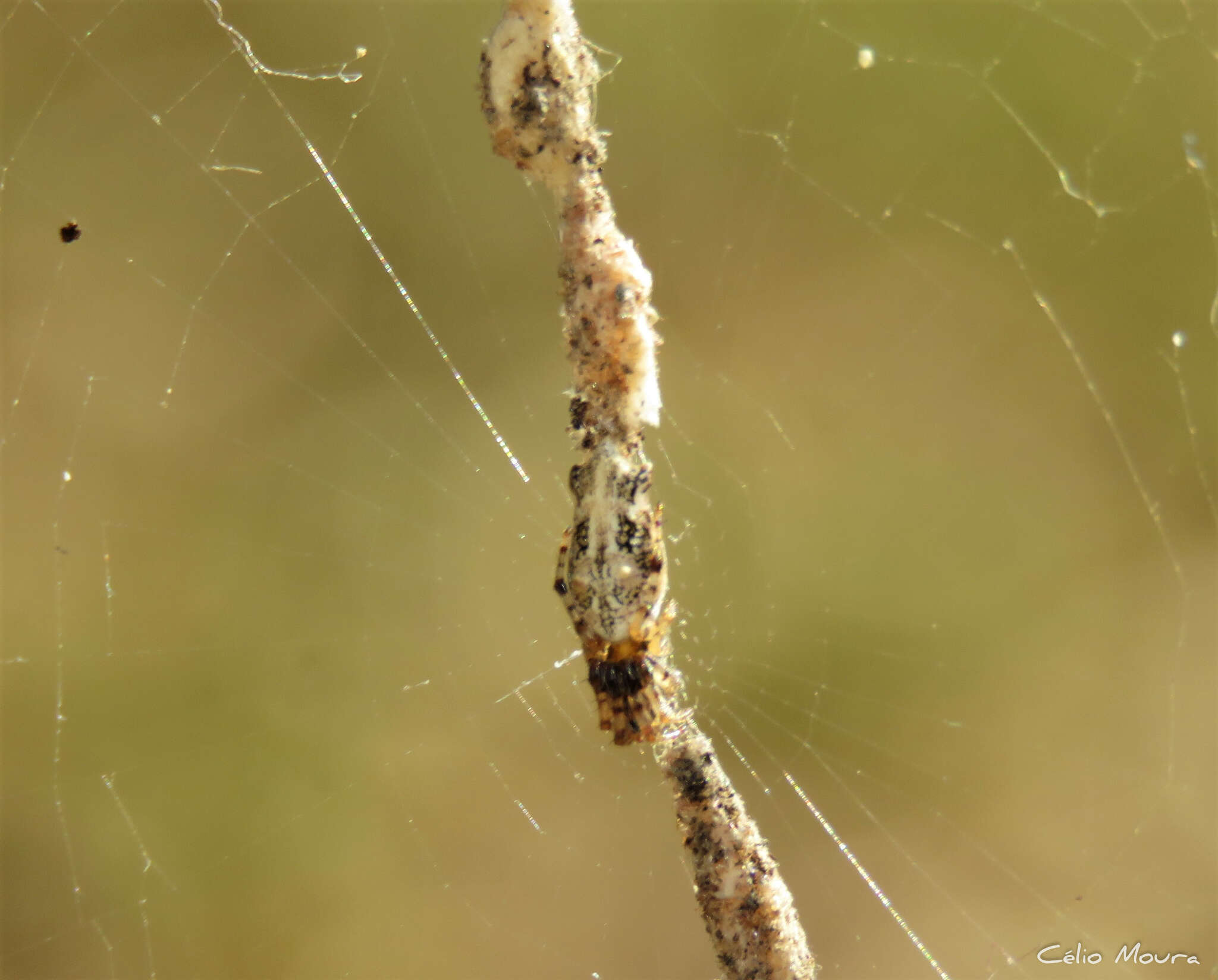 Image of Cyclosa bifurcata (Walckenaer 1841)