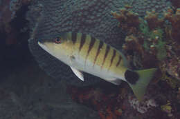 Image of Black-banded seaperch